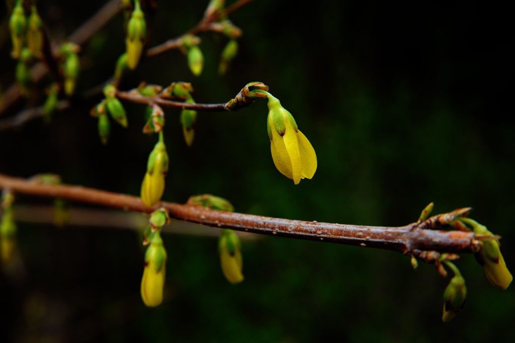 Why Is Berberine Not For Long Term Use?