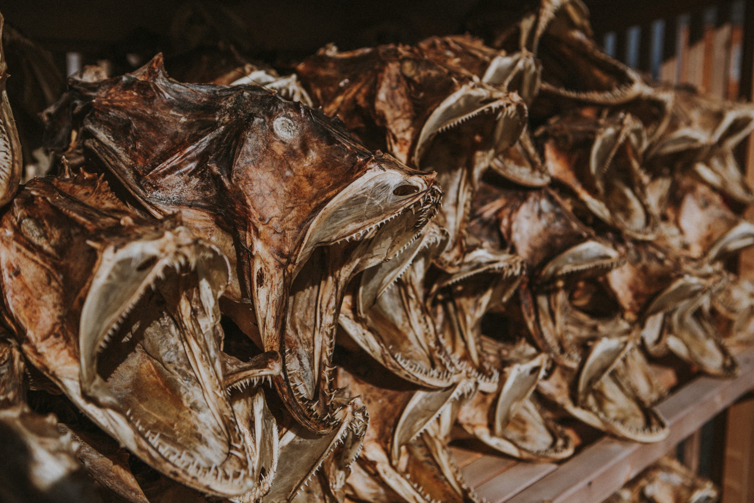 Is Huperzine A Good For Your Brain?
