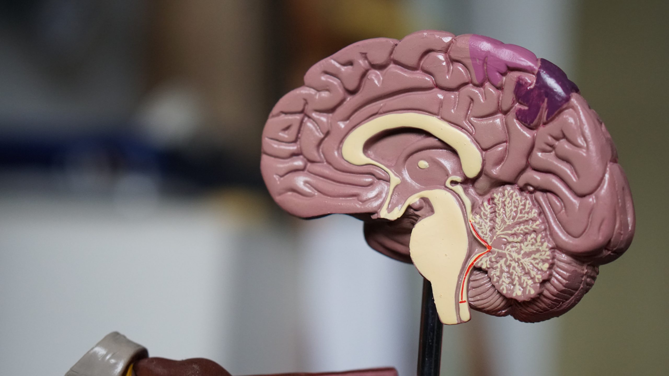 What Does PEA Do To The Brain?